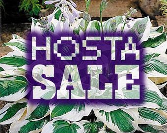 HOSTAS - CLEARANCE SALE (Green and white variegated/striped leaf + White flowers) bare root