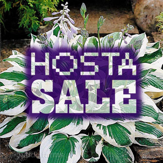 HOSTAS - CLEARANCE SALE (Green and white variegated/striped leaf + White flowers) bare root