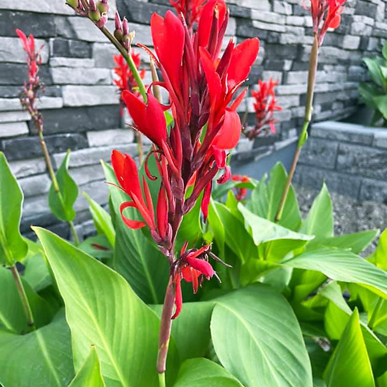 Canna Lily Bulbs Lg XL Extra Large Exotic Tropical Plant Can get up to 6ft tall w. Red Flowers cana seed live bulb rhizome the president image 5
