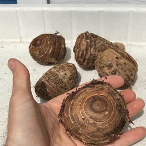 Elephant Ear Bulb - Large Size (~20) image 3