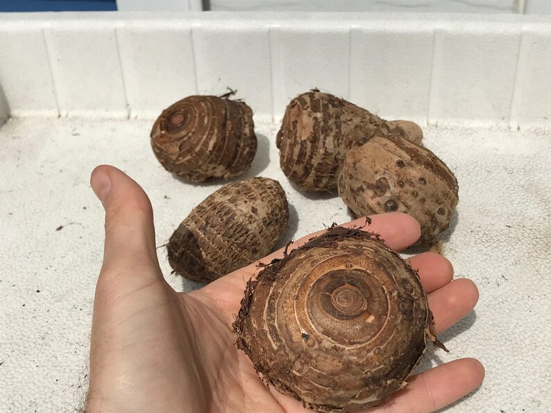 Elephant Ear Bulb - Large Size (~20) image 3