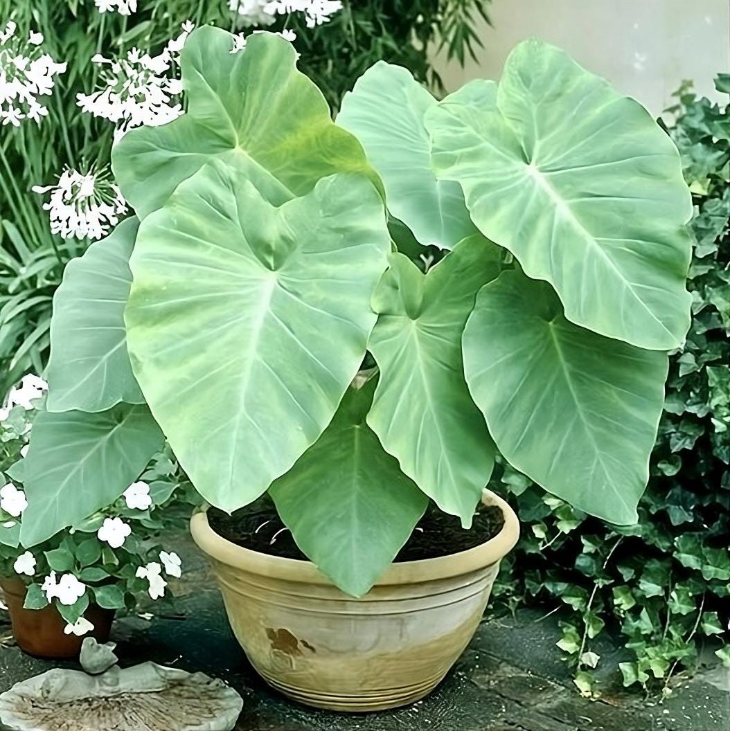 Elephant Ear Bulb (taro/eddo/colocasia) - Etsy