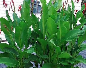 5 Red Cannas/Canna Lily 'Indian Indica Shot' Bulbs / Root Rhizomes