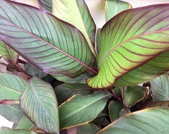 Lirio de Canna HOJA ROJA