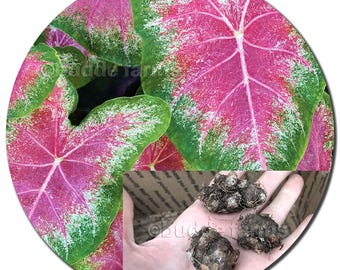 Caladium Bulbs - 3 or 6-Pack Mixed Varieties: Pink/Green/Red/White [Exotic Beautiful Tropical Plant] #1 Size Big/Large Tubers Shade Plant
