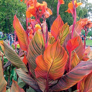 Puede incluir: Primer plano de una planta de canna con hojas grandes y rayadas en tonos verdes, naranjas y rojos. La planta presenta flores de color naranja brillante y un fondo borroso de parque.