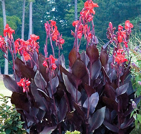 Canna Lily Black Knight 1 Bulb Dark Purple Red Leaf aka Etsy UK