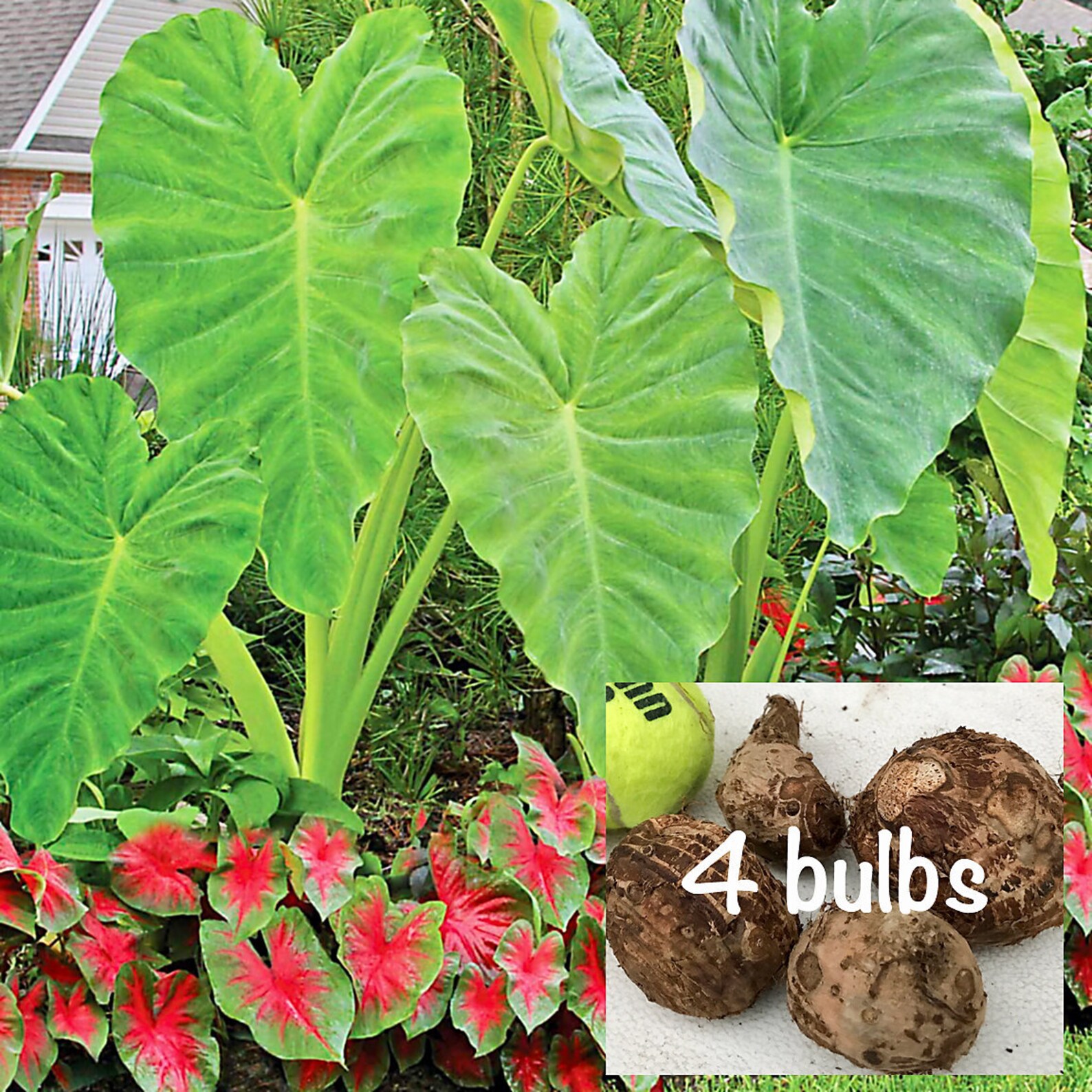Elephant Ear Bulbs 4 Pack Medium Size bulb Exotic Etsy