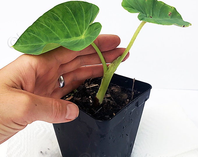 Planta hoja de elefante Planta hoja de elefante