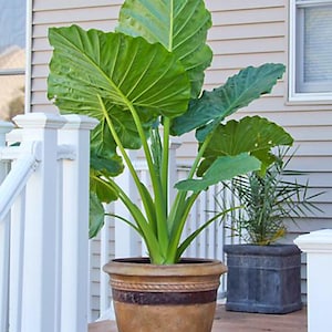 Giant Artificial Elephant Ear Plant - Etsy