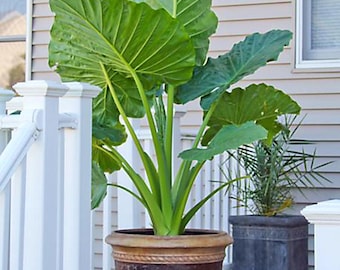 Alocasia Portora/Odora 'Upright Elephant Ear' - 1 Large Giant Live Bulb