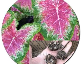 Caladium-Glühbirne 5 oder 10X Massenmischungsfarben | Assorted Fancy Pink, Rot Blitz, Grün & Weiß | Kostenloser Versand! Wunderschöner Pflanzenschatten/Teilsonne #2
