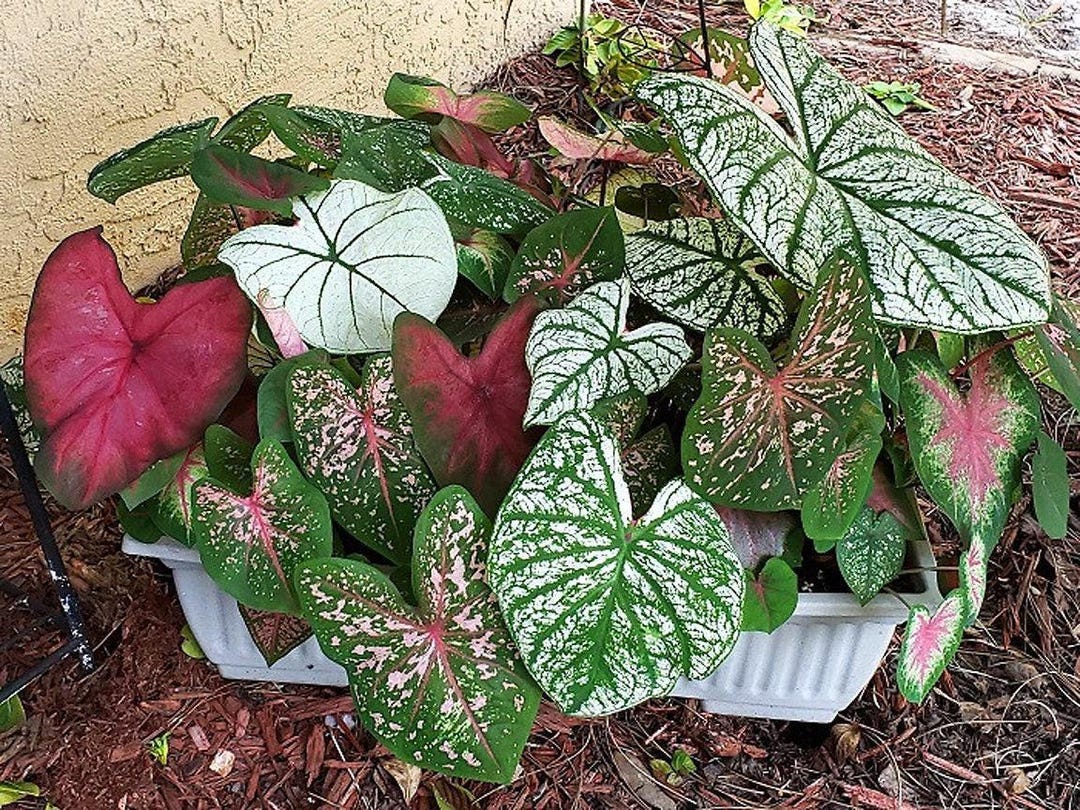 Caladium Bulb - 1 Live Bulk - Add Some Beautiful Tropical Color to Your ...