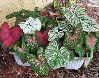 Caladium-Glühbirne - 1 Live lose - Fügen Sie Ihrem Garten eine schöne tropische Farbe hinzu - [# 2 Größe kleine Glühbirne] VERKAUF * MUST kaufen 3 oder mehr