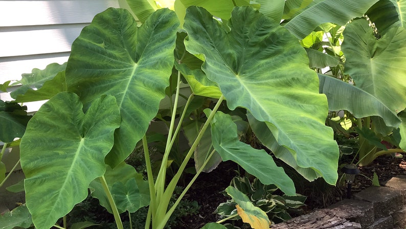 Jumbo Elephant Ear Bulbs Live Bulb Extra Large Biggest Sizes Tropical Plant Green Leaf XL/GIANT Limited quantity image 6