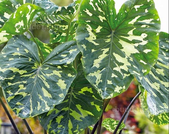 Elephant Ear 'Hilo Beauty' - Alocasia Tropical *Garden or House plant* (1) LARGE Bulb