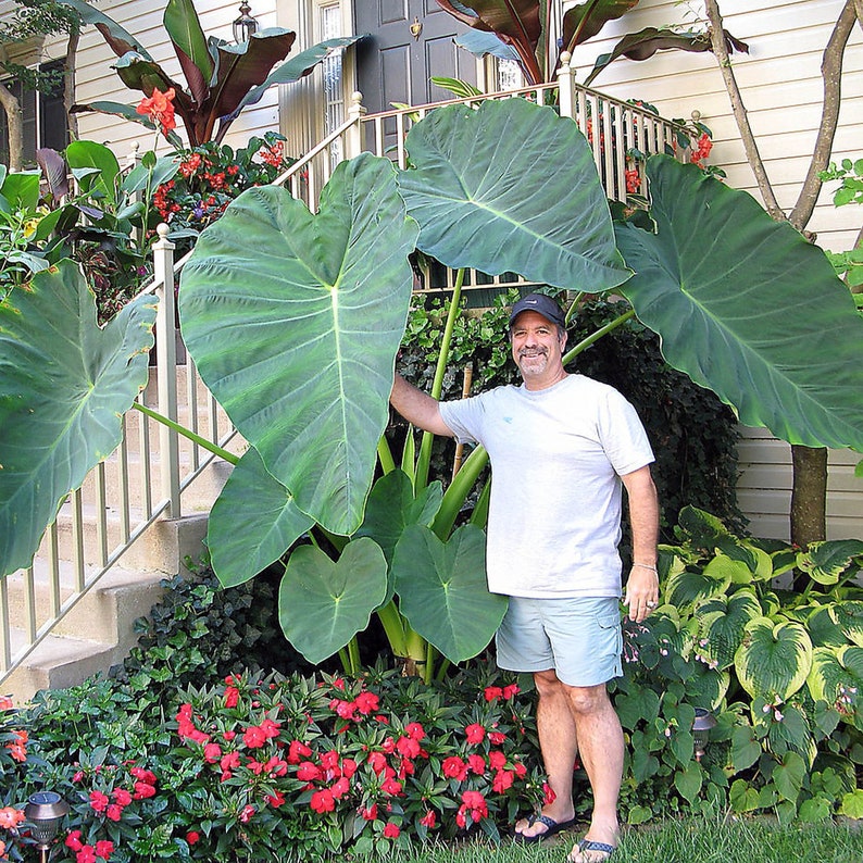 Colocasia esculenta 'Jack's Giant' 1 Large Bulb elephant ear image 1