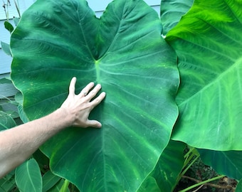 1X MAMMOTH Jumbo Gigante Jurásico - Bulbo de oreja de elefante - ¡El más grande y el MEJOR! [XXL]