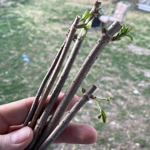Elderberry Cutting Scion Wood (4-PACK) American Elder Fruit / Native Perennial / Homesteading & Health Benefits!