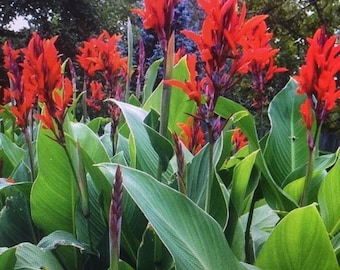 Bulbos de lirio de caña - Planta tropical exótica extragrande de tamaño grande. Puede alcanzar hasta 1,8 m de altura con flores rojas (semilla de caña, bulbo vivo, rizoma, presidente).