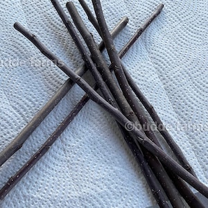 Scion wood for grafting - Fruit tree cuttings: Belle of Georgia and Flamin&#39; Fury Peach