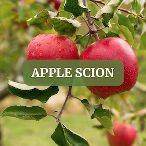 May include: Two ripe red apples with water droplets hang from a tree branch, surrounded by green leaves. A green banner across the apples reads "APPLE SCION". The apples are a vibrant red color.