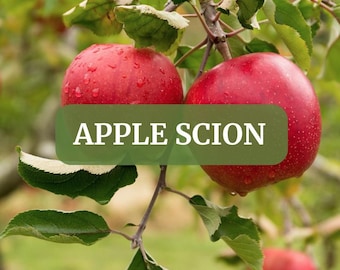 Apfel-Scion-Sortenpaket (malus sp.) Verschiedene Scionwood-Ausschnitte zum Pfropfen. Frische Stecklinge, unbewurzelt, organisch