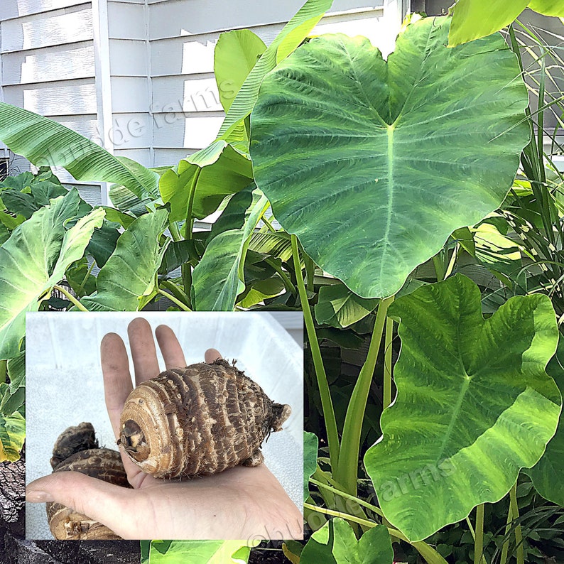 Colocasia esculenta 'Jack's Giant' 1 Large Bulb elephant ear image 2