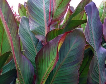 Giant Canna Lily Musifolia 'Russian Red Leaf' Rhizome - Tropical Plant