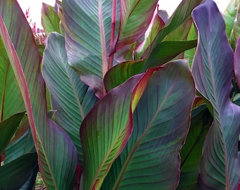 Bulbo de lirio de canna rojo oscuro: Musifolia, hoja de bronce