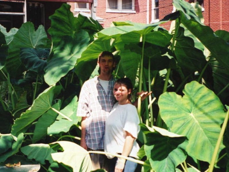 Jumbo Elephant Ear Bulbs Live Bulb Extra Large Biggest Sizes Tropical Plant Green Leaf XL/GIANT Limited quantity image 2