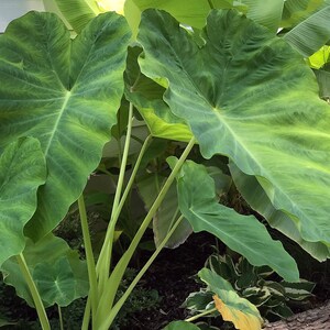Giant Elephant Ear Bulbs - (1) Live Bulb - Tropical Plant Green Leaf - XL [30.00] **SPRING SALE** image 6