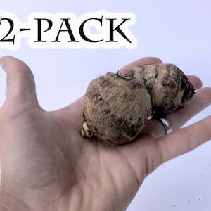 Oreja de elefante - 2 bulbos [Colocasia Esculenta Raíz de Taro] (Pequeños)