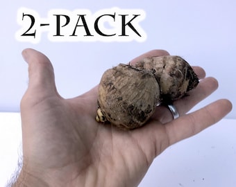 Oreja de elefante - 2 bulbos [Colocasia Esculenta Raíz de Taro] (Pequeños)