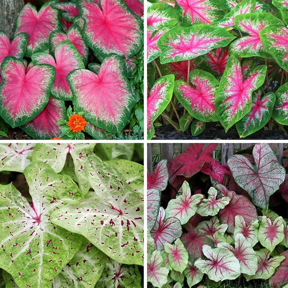 Caladium Bulbs 4pack or 8pack Live Tubers Mix of Colors Etsy