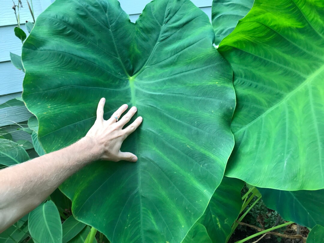 1 X MAMMOTH XXL ELEPHANT Ear Bulb Etsy