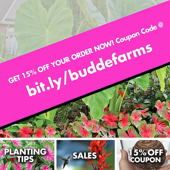Canna Lily Bulbs Gran planta tropical verde con flores rojas - Etsy España
