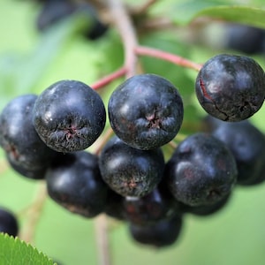 Fleråriga fruktsticklingar: Krusbär, Gojibär, Härdig Kiwi, Serveringsbär, Fläderbär, Höstoliv (Kvist/Fruktträdsbuske)