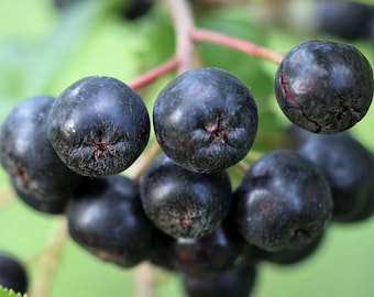 Esquejes de árboles frutales perennes: Grosella espinosa, baya de goji, kiwi resistente, amelanchier, saúco (injerto/arbusto frutal).