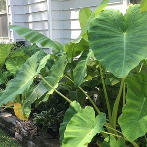 Plantas de crecimiento rápido - Bulbo de oreja de elefante [1 bulbo vivo] (Taro Kalo Eddo Colocasia Esculenta) Sm