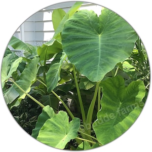 1 Giant Elephant Ear Bulb (LG)