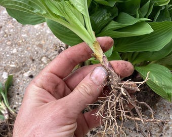 Royal Standard Hosta Bare Root – Doftande lila blommor, grönt bladverk
