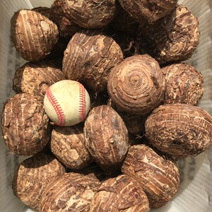 Giant Elephant Ear Bulbs - (1) Live Bulb - Tropical Plant Green Leaf - XL [30.00] **SPRING SALE** image 9
