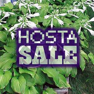 HOSTAS - [Paquete de 5] OFERTA DE LIQUIDACIÓN (Raíz desnuda / Hoja verde Flor blanca)