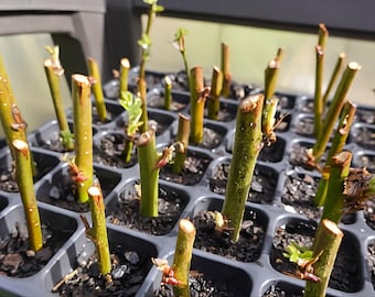 Pode incluir: Uma bandeja de sementeira de plástico preto com várias células quadradas contendo terra escura húmida e estacas de plantas verdes na vertical. Cada estaca é um caule lenhoso curto com o topo cortado, exibindo pequenas folhas.