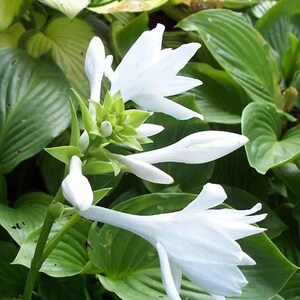 Royal Standard Hosta Pflanze - Grünes Blatt, Weiße Blume (Nackte Wurzel) Bild 2