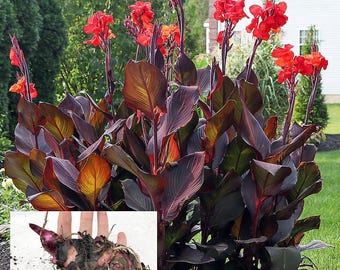 Canna gigante de color rojo oscuro/púrpura viva - (1) Bulbo extragrande LG/XL
