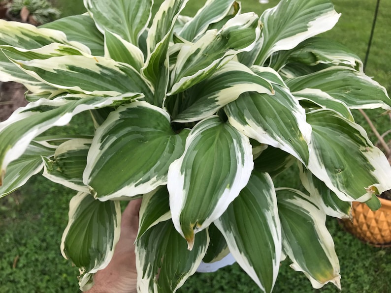 Hostas Green and White Variegated 'Patriot Hosta' or similar variety Bare Root live plant Pack of 2