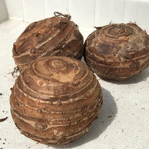 Jumbo-oorbellen olifant - levende bol extra groot - grootste maten tropische plant groen blad [XL/GIANT] -Beperkte hoeveelheid- afbeelding 5