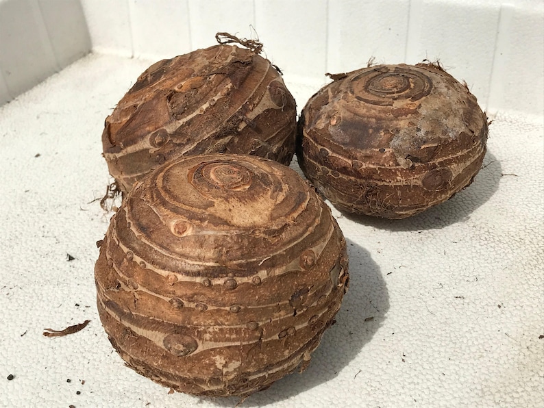 Jumbo-oorbellen olifant - levende bol extra groot - grootste maten tropische plant groen blad [XL/GIANT] -Beperkte hoeveelheid- afbeelding 5